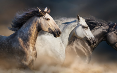 Wild Horses and Other Teachers