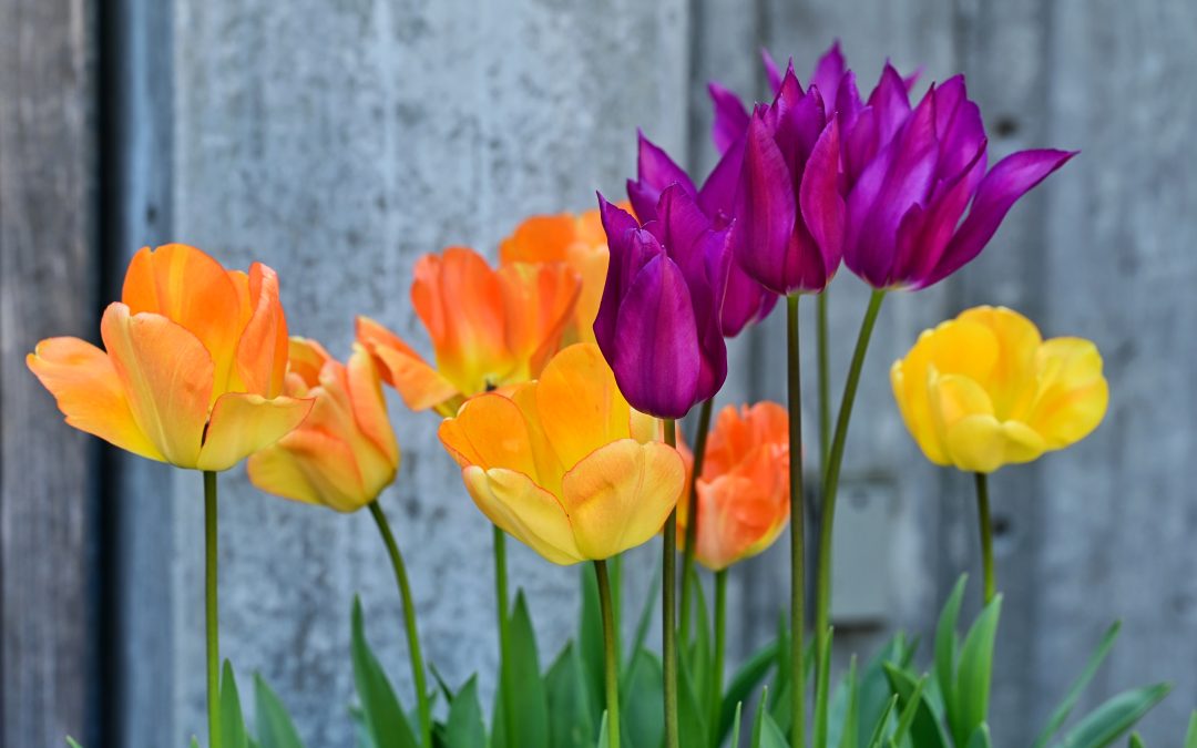 My Neighbors Tulips