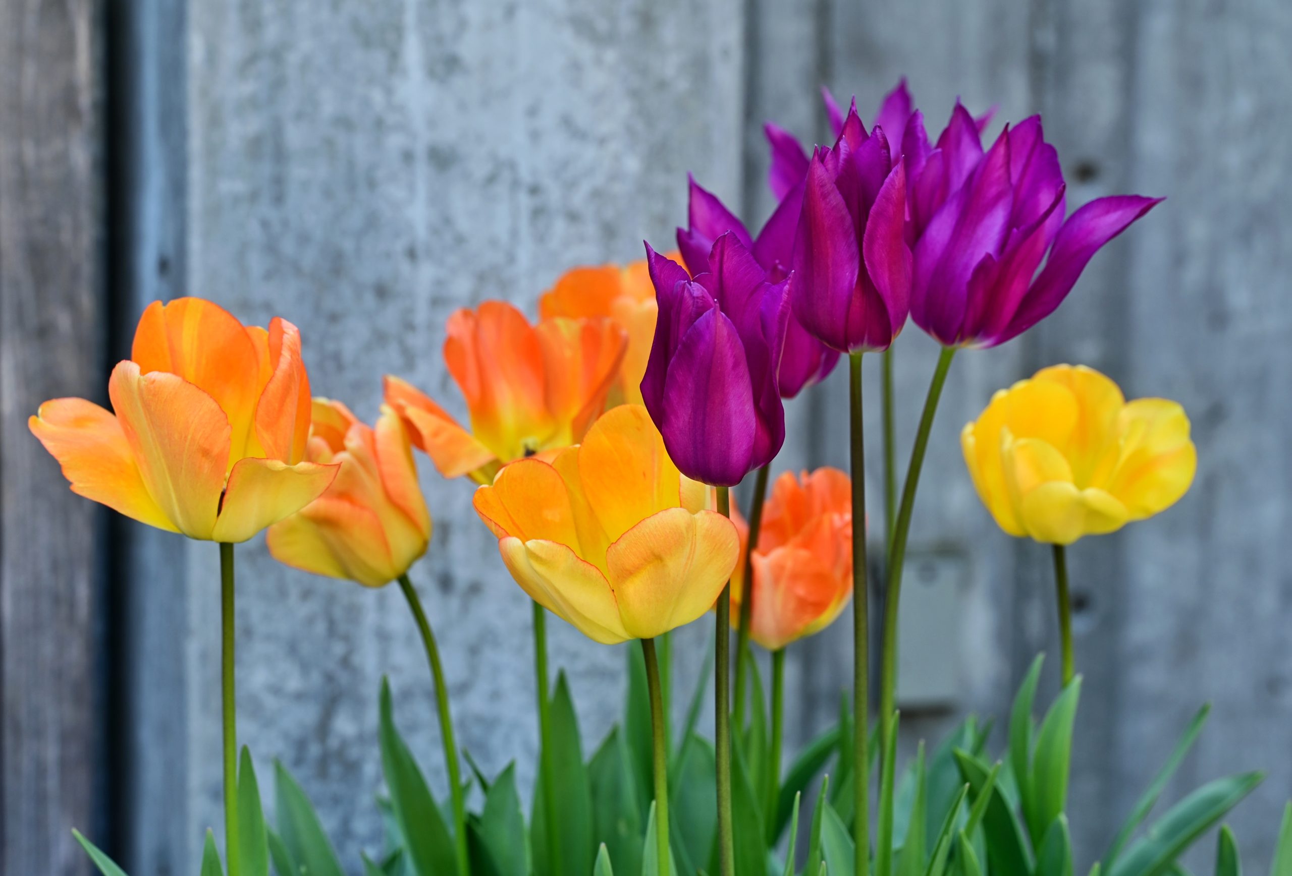 Many,Tulips,In,A,Pot,Next,To,A,Fence